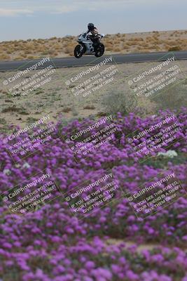 media/Jan-14-2023-SoCal Trackdays (Sat) [[497694156f]]/Turn 14 Exit Bloomig (145pm)/